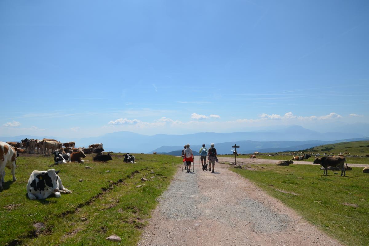 Latschenoelbrennerei und Platzer Alm 23.07.2019